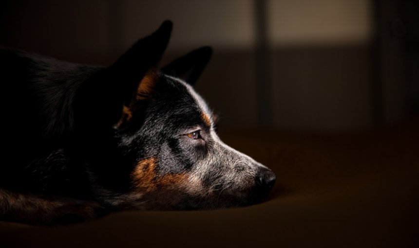 A dog not sleeping at night in a dark room