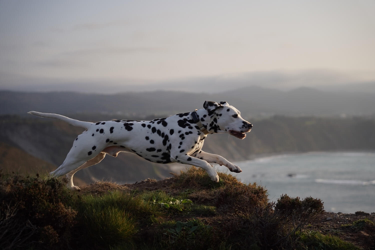 Dalmatian wearing tracker, running outside