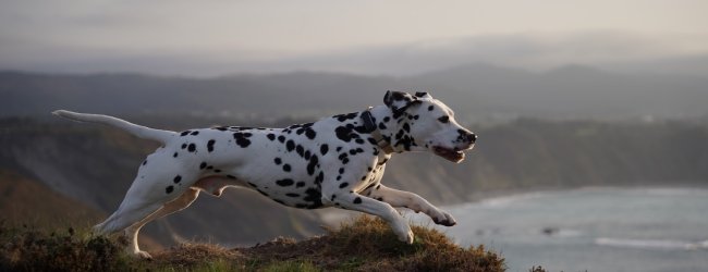 Dalmatiner läuft mit Tracker entlang einer Küste