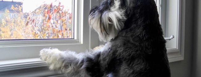 A dog wanting to be let outside looking out the window