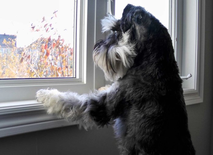 A dog wanting to be let outside looking out the window