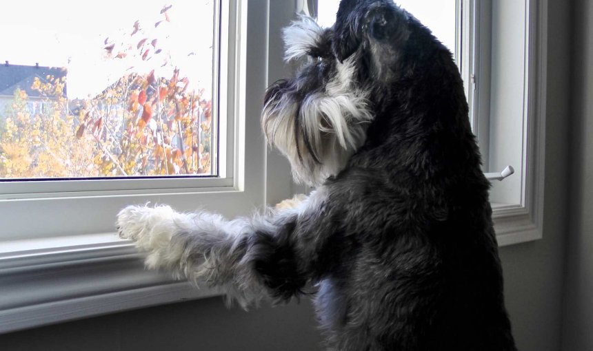 A dog wanting to be let outside looking out the window