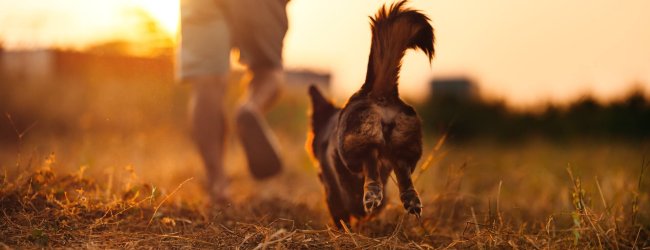 A dog running through a field with its owner