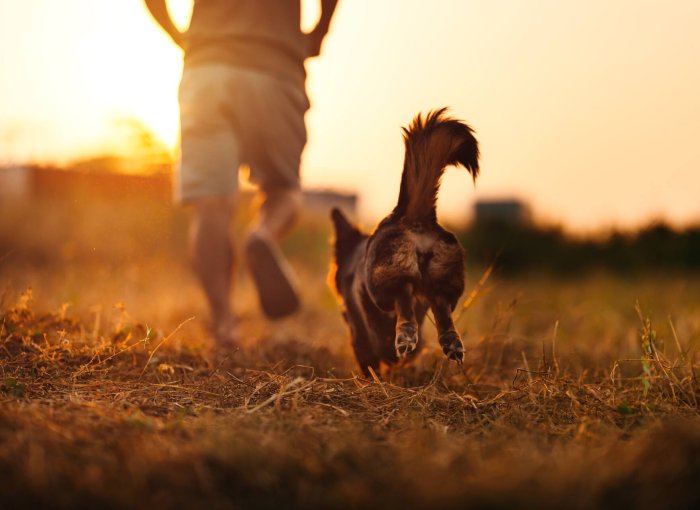 A dog running through a field with its owner