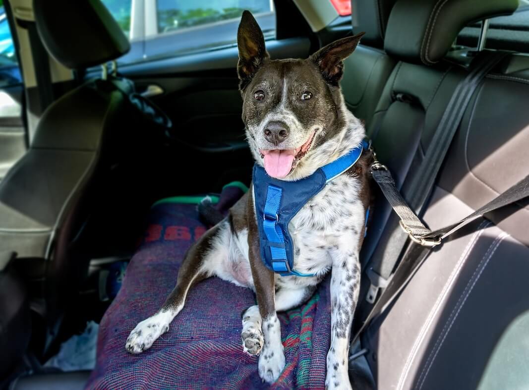 Mehrfarbiger Hund auf der Rückbank eines Autos