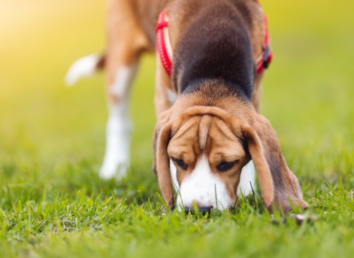 Junger Beagle frisst etwas im Gras