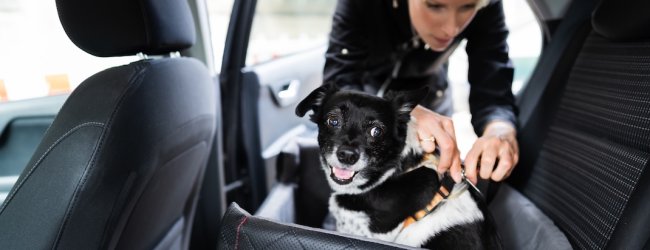 Hund hechelt auf der Rückbank eines Autos