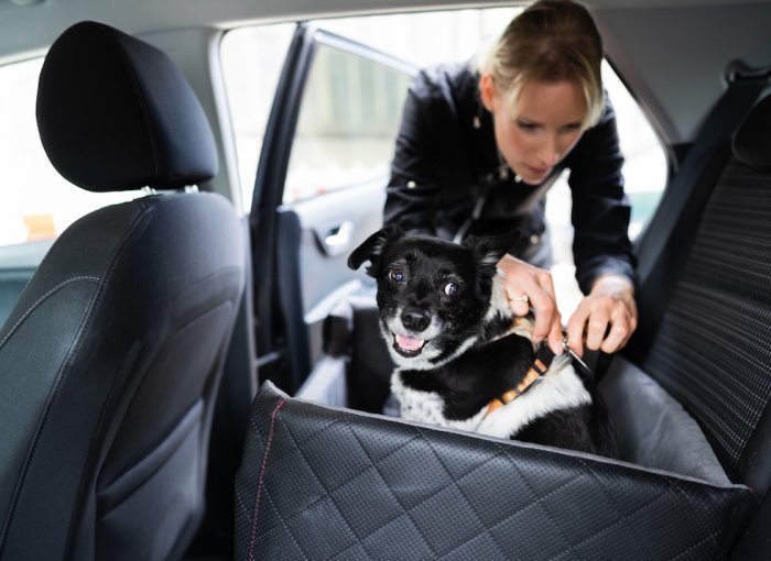 Hund hechelt auf der Rückbank eines Autos
