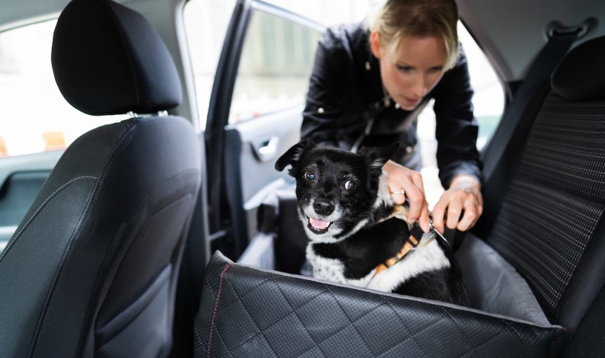 Hund hechelt auf der Rückbank eines Autos