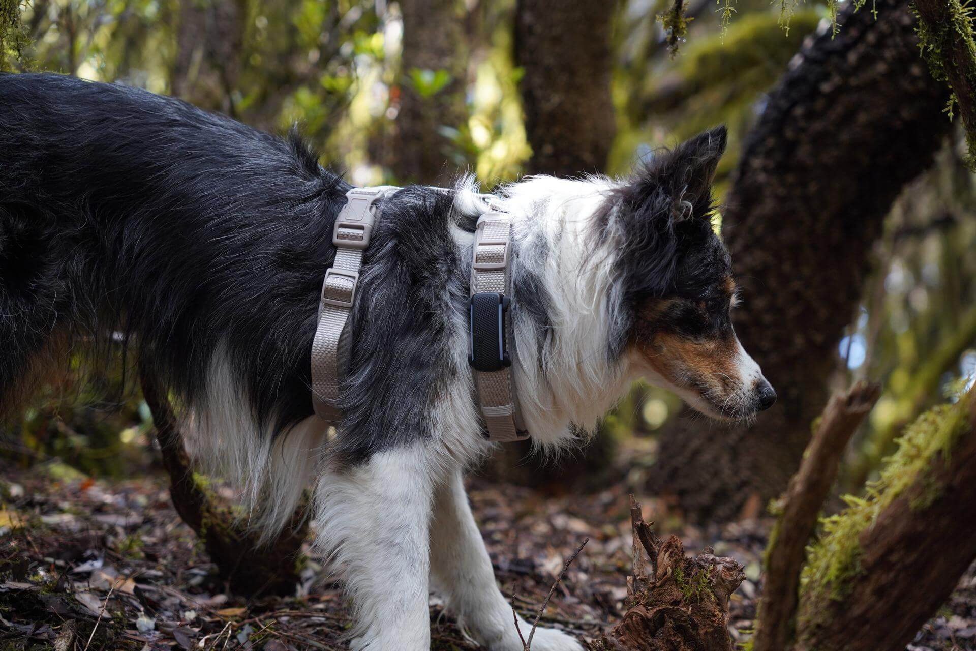 Varför springer hundar bort? Tractive