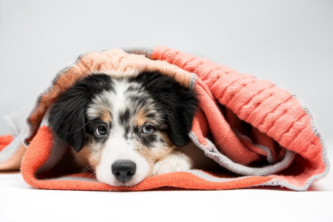 Australian Shepherd Welpe eingewickelt in Decke