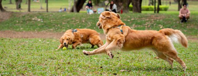 A pair of dogs playing in a park