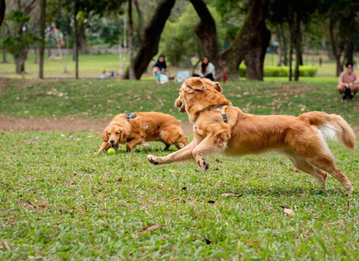 A pair of dogs playing in a park