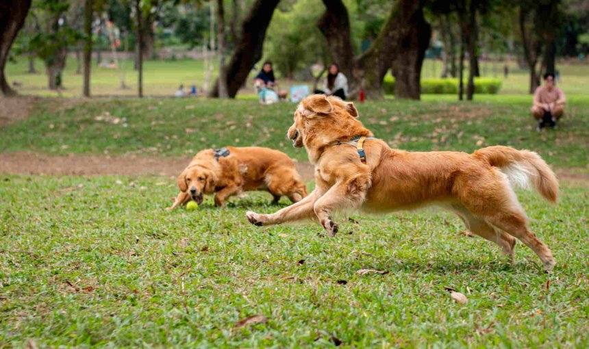 A pair of dogs playing in a park
