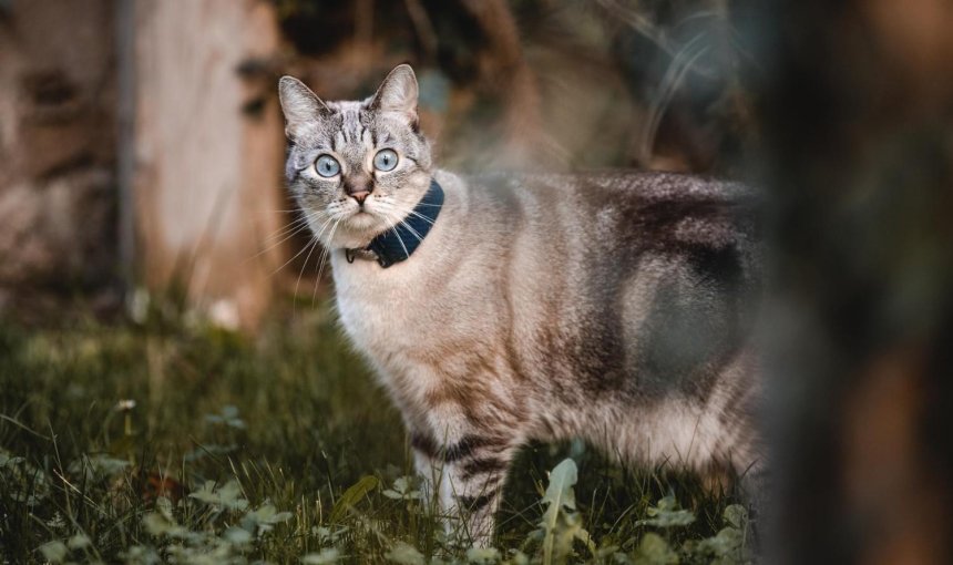 A cat wearing a Tractive GPS tracker