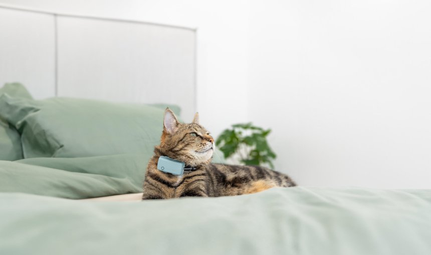 A cat wearing a Tractive GPS & Health tracker