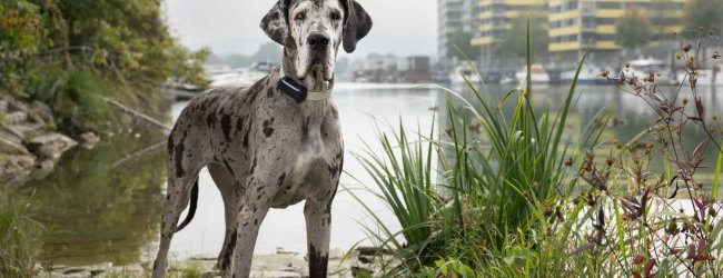 A dog wearing a Tractive GPS tracker