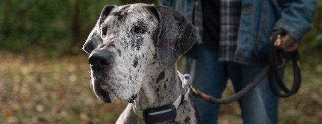 Große Dogge an der Leine trägt GPS Tracker