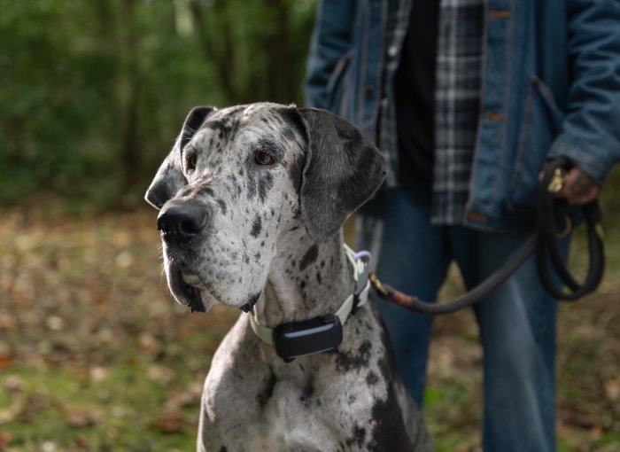Große Dogge an der Leine trägt GPS Tracker