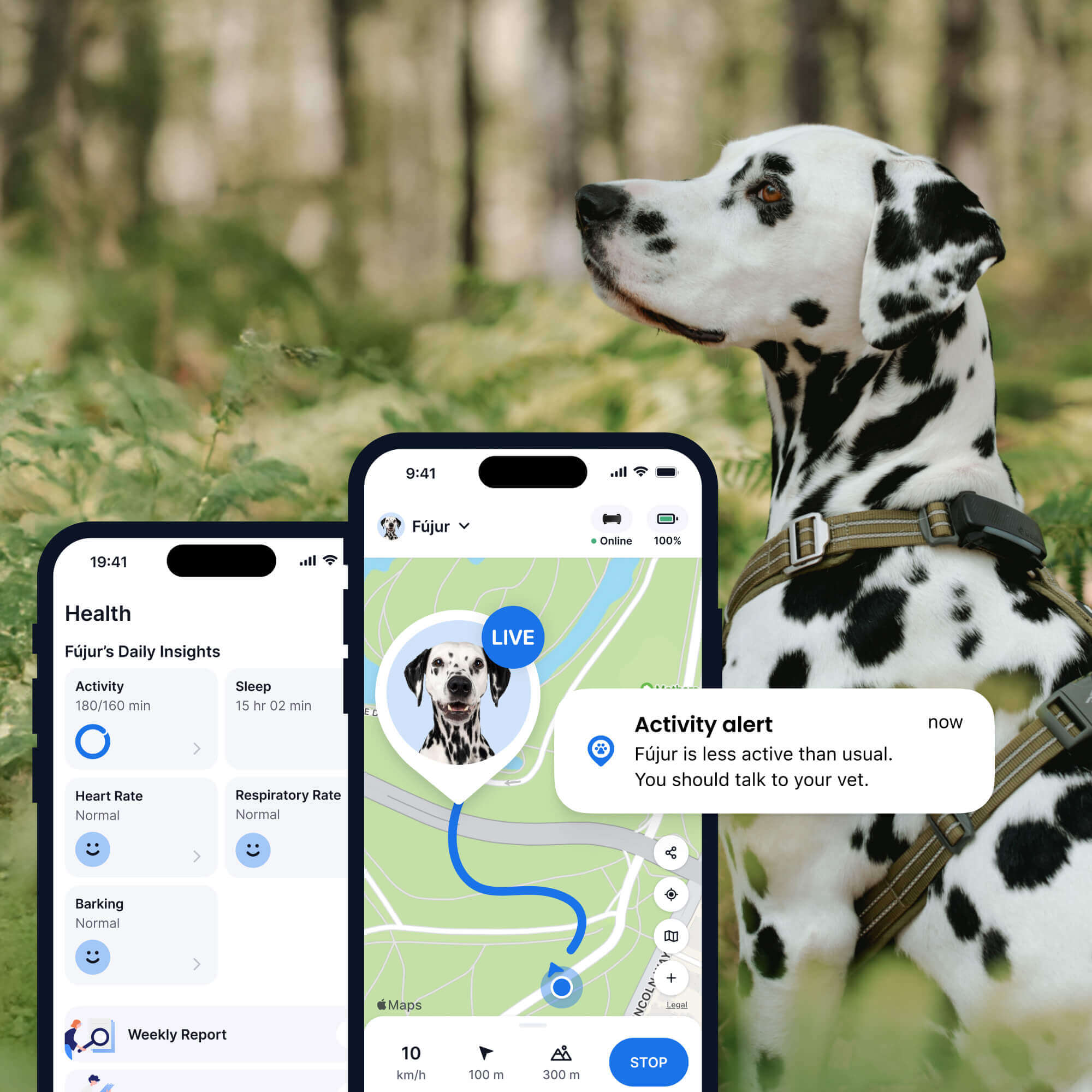 Afbeelding van een Dalmatische hond met een Tractive GPS- en gezondheidstracker voor honden, bos op de achtergrond, twee app-schermen op de voorgrond (gezondheid, activiteit en GPS-tracking voor honden)