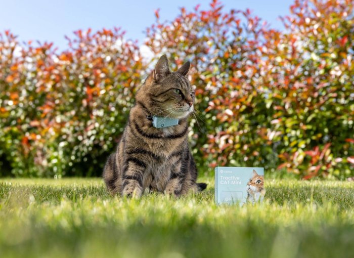 cat outside pictured with the tractive GPS pet tracker for cats