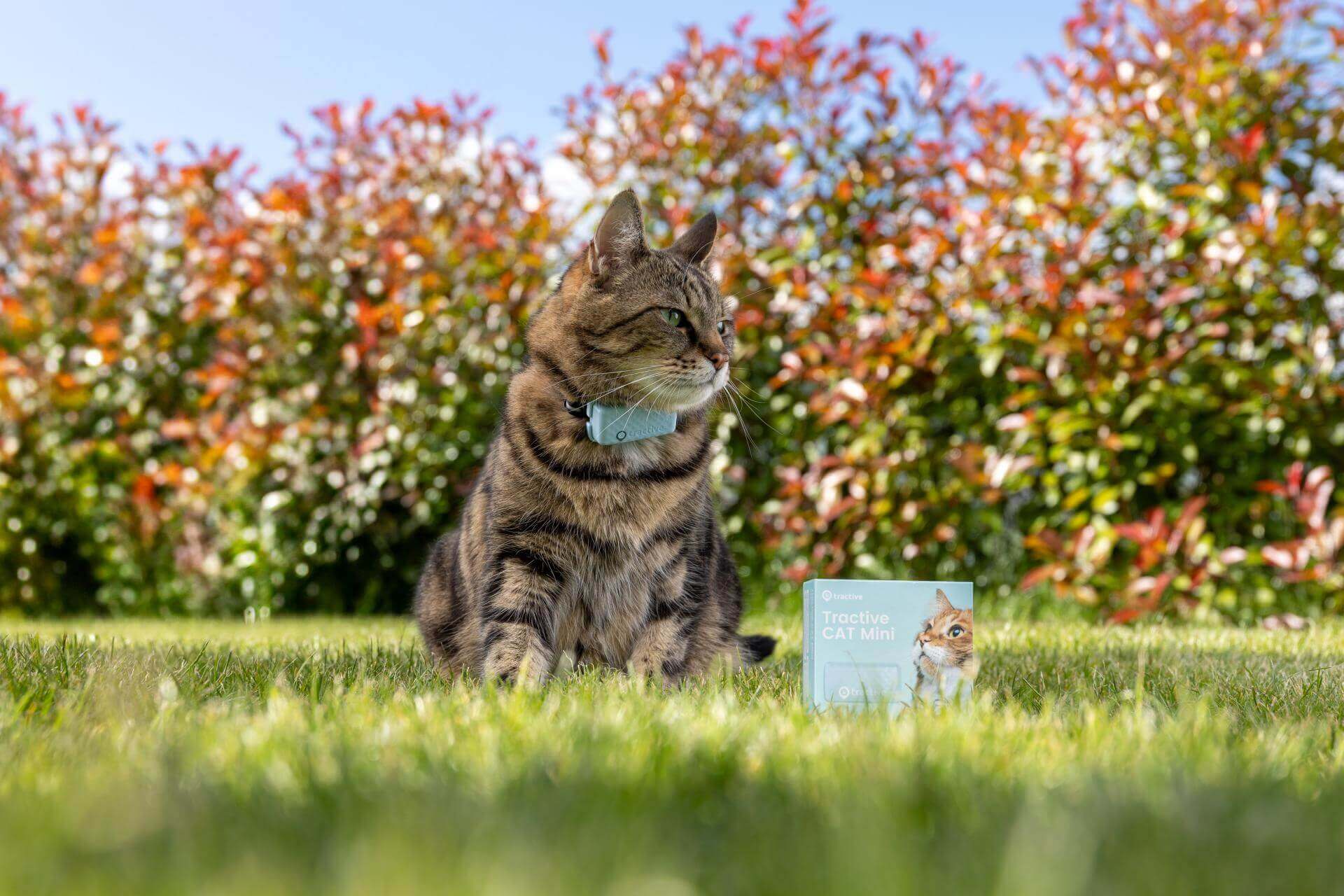 cat outside pictured with the tractive GPS pet tracker for cats