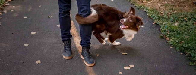 An off-leash dog on a walk