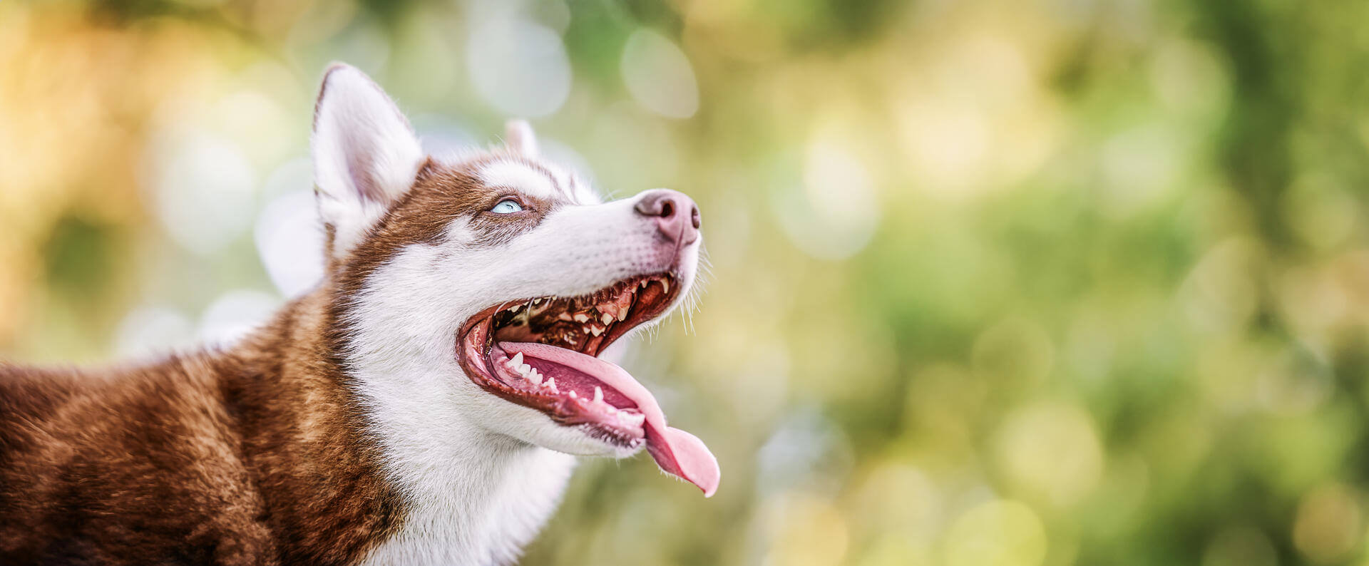A dog panting with its tongue out
