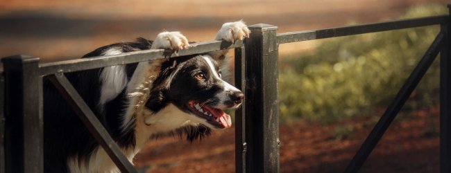 A dog looking through a fence at a park