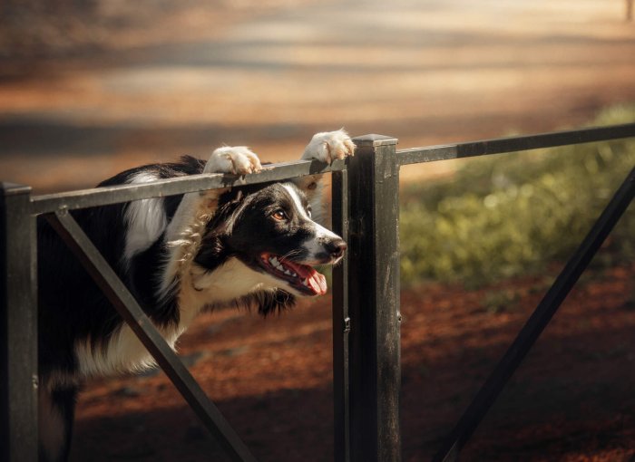 A dog looking through a fence at a park