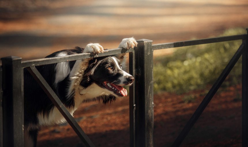 A dog looking through a fence at a park