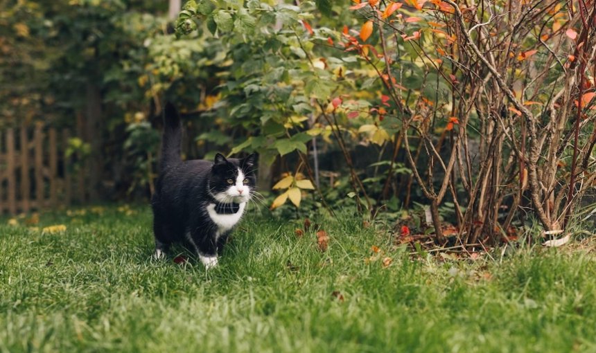 Katze geht im Gras mit einem Tracker