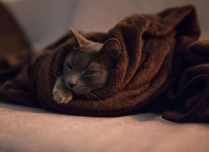 A cat wrapped in a brown blanket