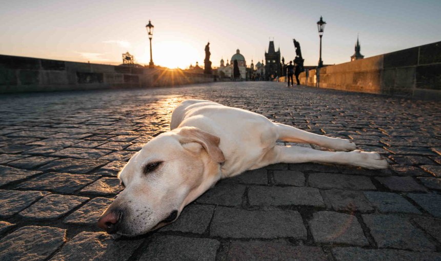 Ein Hund ohne Leine, der auf der Straße liegt