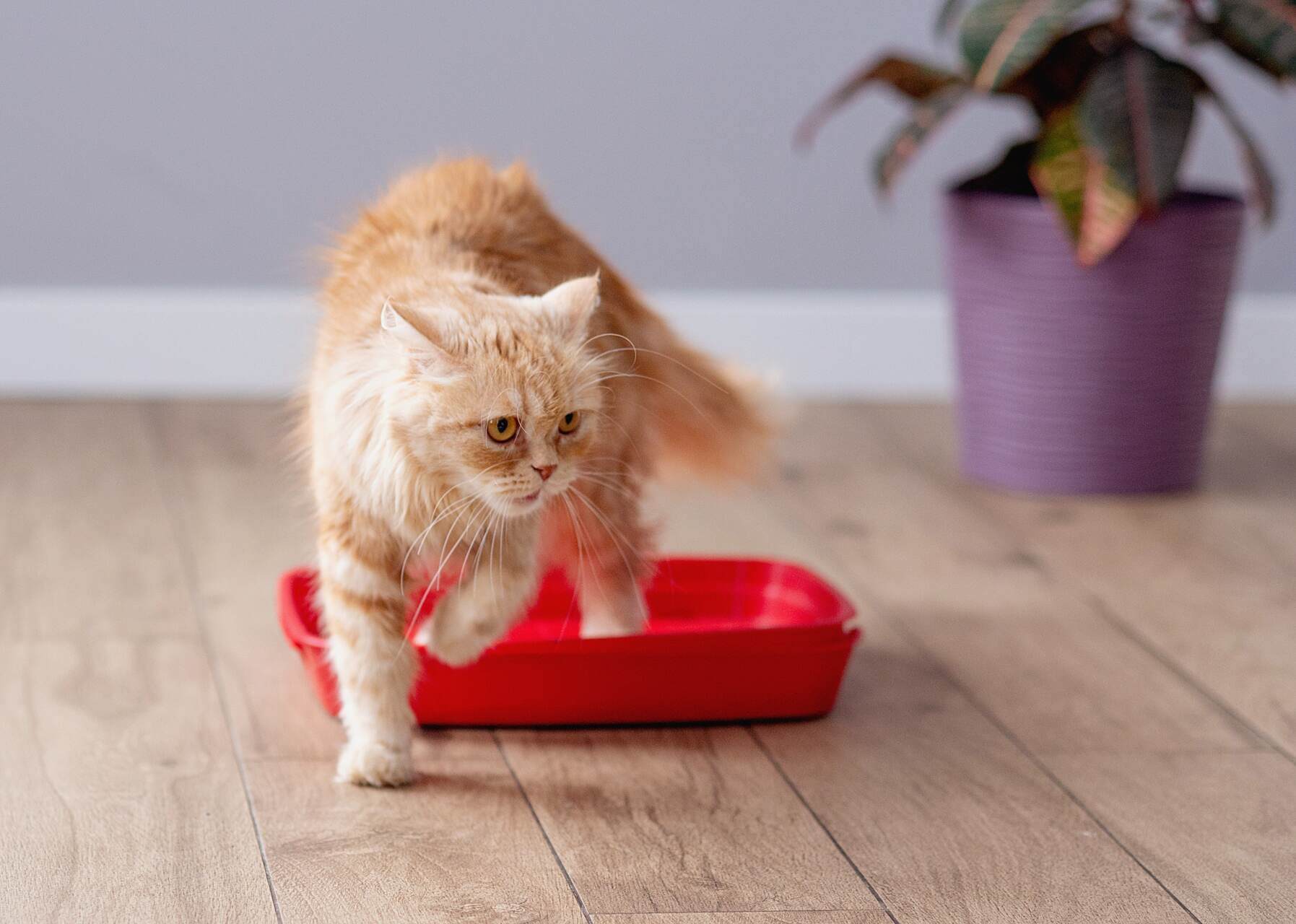 A cat running out of a red litter box