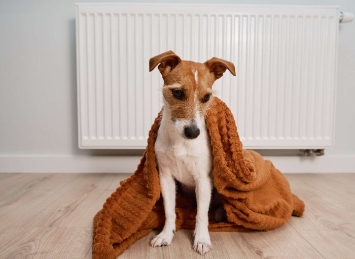 A dog shaking under a blanket in front of a heater