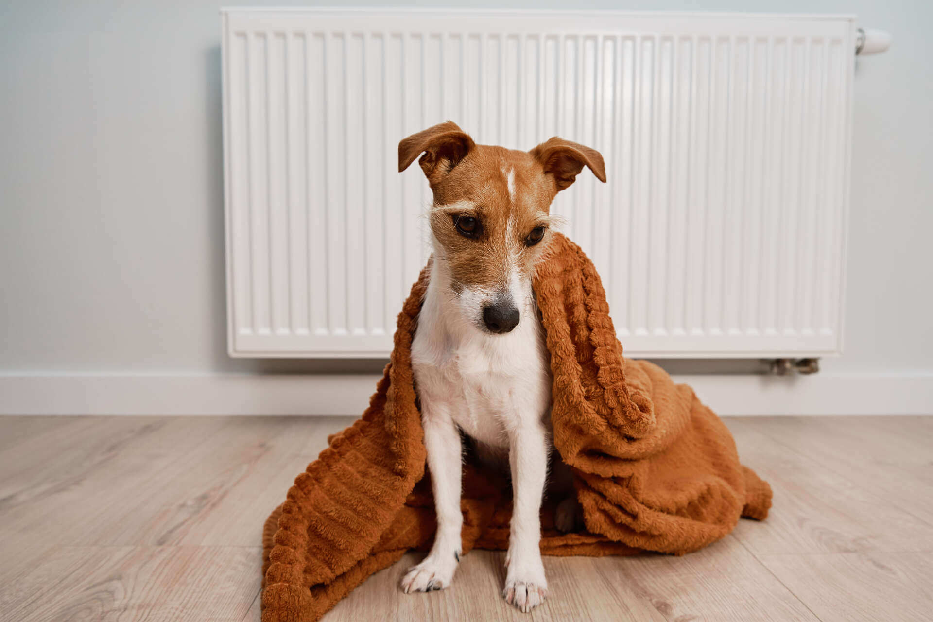 Dog Shaking? Here's What Could Be Behind It + What To Do - Tractive