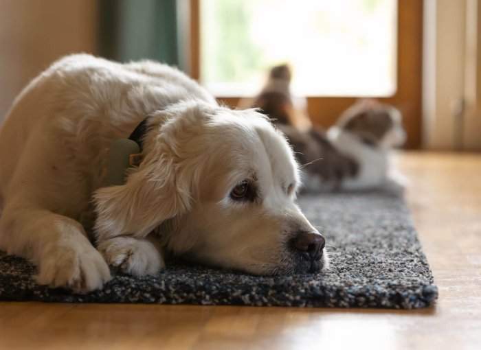 Hund liegt auf einer Matte mit Katzen im Hintergrund