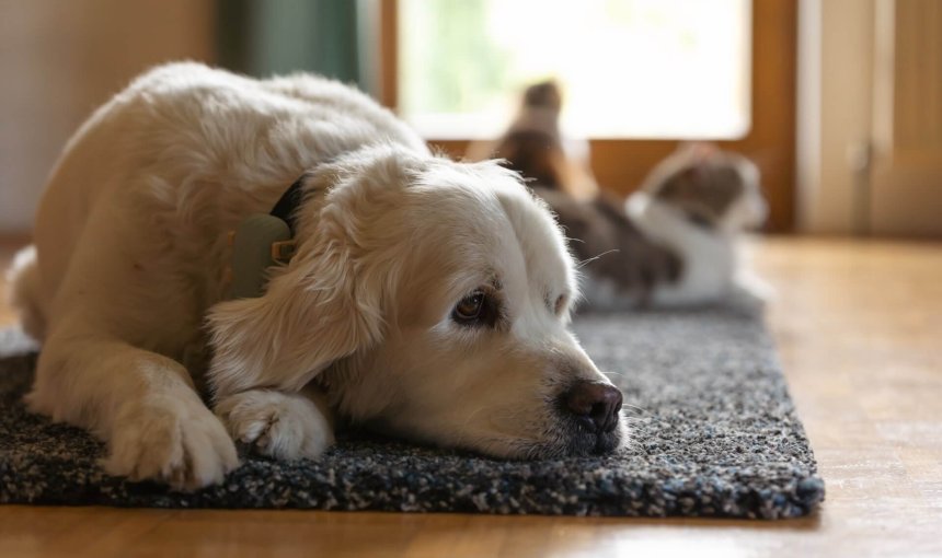 Hund liegt auf einer Matte mit Katzen im Hintergrund