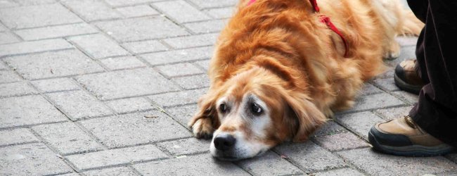 A dog refusing to walk by lying down on a pavement