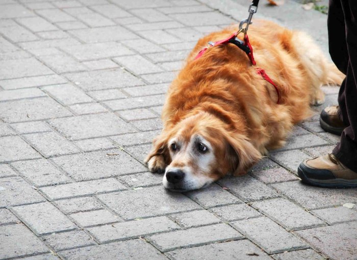 A dog refusing to walk by lying down on a pavement
