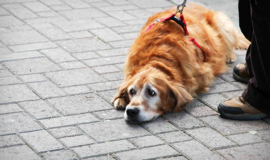 A dog refusing to walk by lying down on a pavement