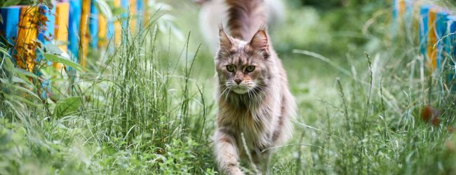 A cat running through a garden