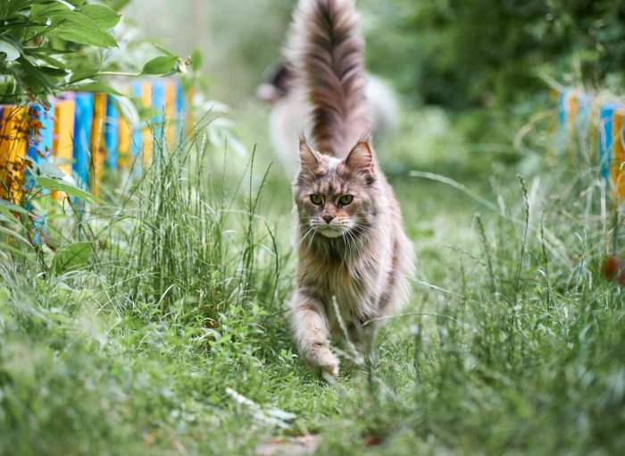 A cat running through a garden