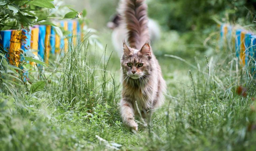 A cat running through a garden