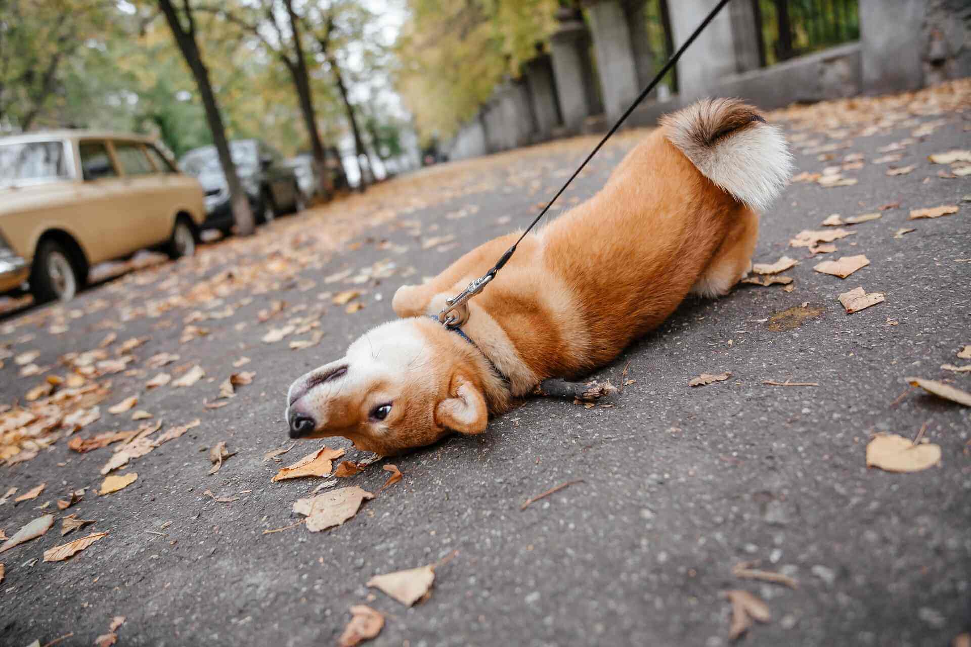 A leashed dog lying on a street