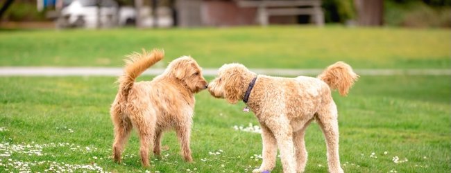 Zwei Hunde beschnüffeln sich gegenseitig auf einer Wiese