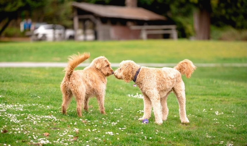Zwei Hunde beschnüffeln sich gegenseitig auf einer Wiese