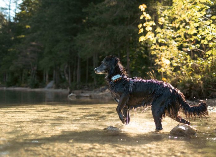 Pies noszący lokalizator Tractive GPS & Zdrowie