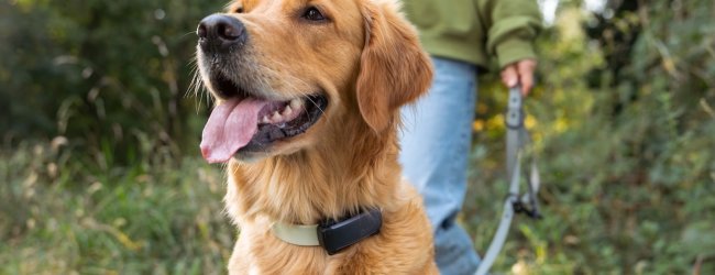 Hund trägt Tractive GPS Tracker draußen an der Leine